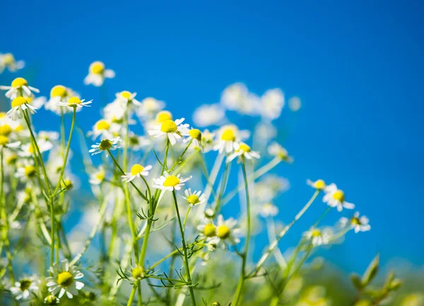 Medicinsk daisy blommande — Stockfoto