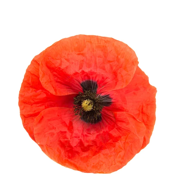 Poppy isolated — Stock Photo, Image