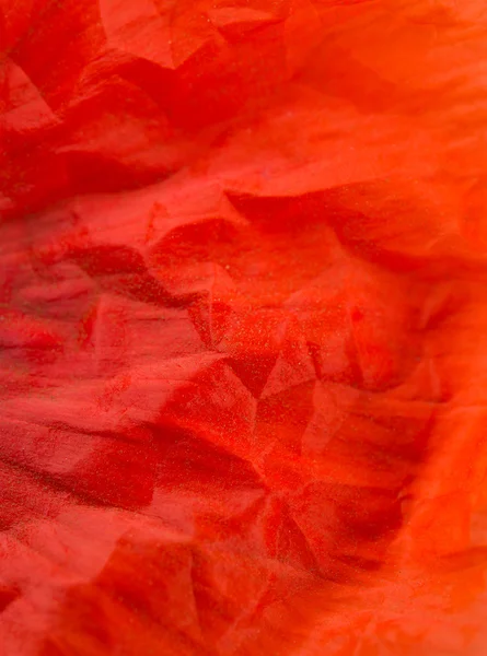 Red poppy — Stock Photo, Image