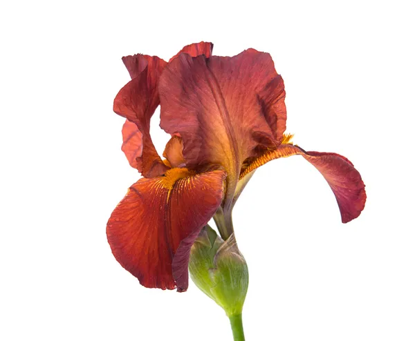 Iris bloem geïsoleerd — Stockfoto