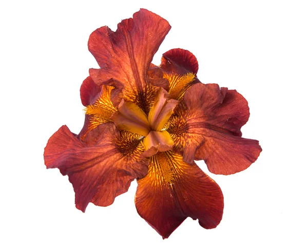 Iris bloem geïsoleerd — Stockfoto