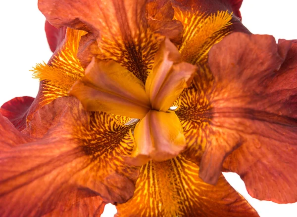 Iris bloem geïsoleerd — Stockfoto