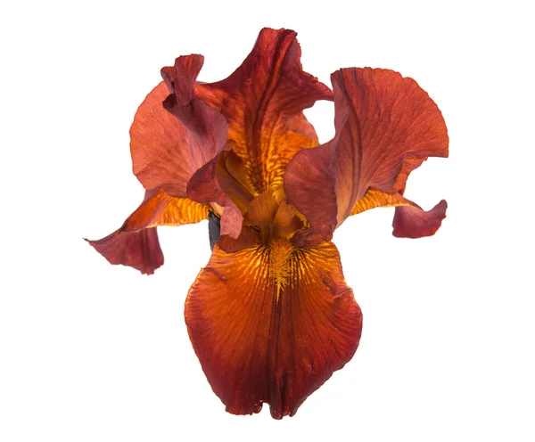 Iris fiore isolato — Foto Stock