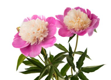 Pembe şakayık çiçeği