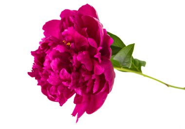 izole kırmızı Şakayık