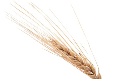 Mısır gevreği kurutulmuş kulak