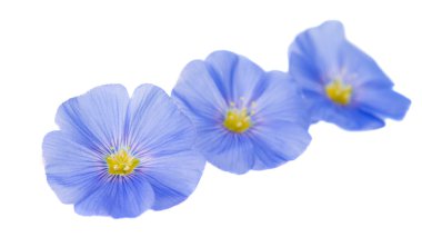 izole keten çiçekler