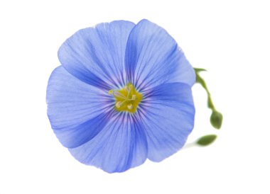 izole keten çiçekler