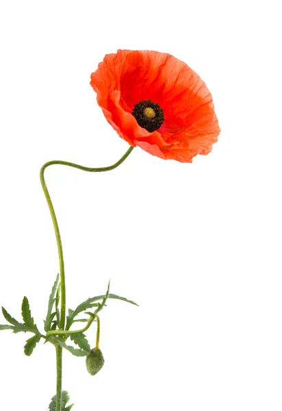 Poppy isolated — Stock Photo, Image