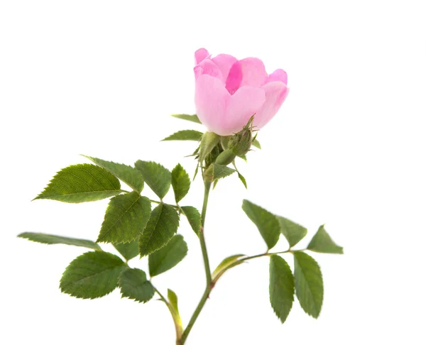 Flor de rosa selvagem — Fotografia de Stock