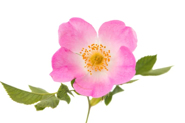 Wilde Rosenblüte — Stockfoto