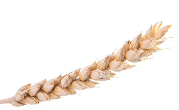 Dried Ear of Cereal — Stock Photo, Image