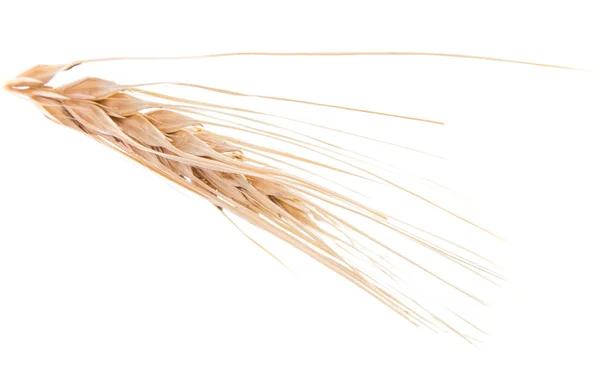 Сушене вухо зернових — стокове фото