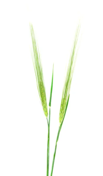 Zielony kłosy pszenicy na białym tle — Zdjęcie stockowe