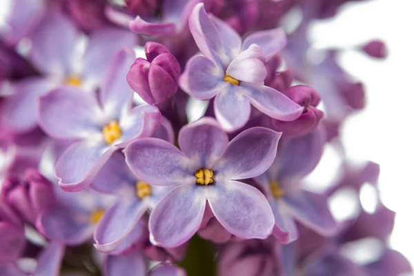 The beautiful lilac — Stock Photo, Image