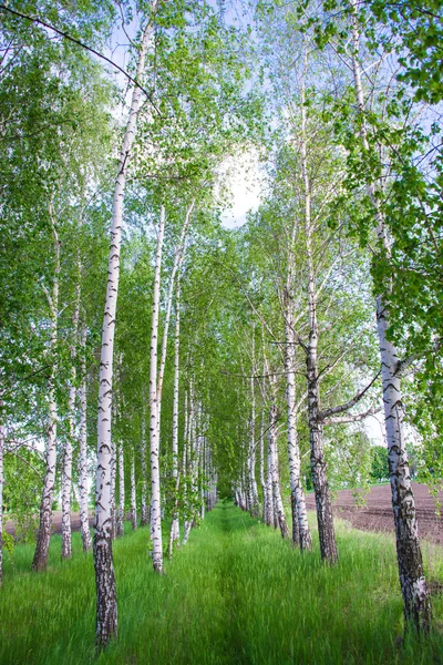 Birkenwald. Birkenhain. weiße Birkenstämme. Frühling sonnig — Stockfoto