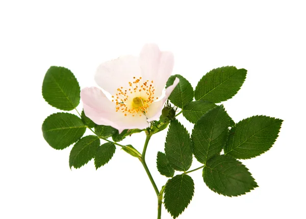 Vild rose blomst isoleret - Stock-foto