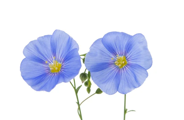 Flax flowers isolated — Stock Photo, Image