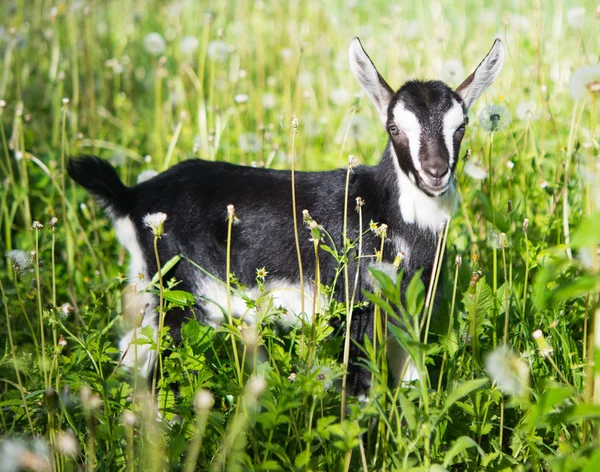 Kleines Kaninchen — Stockfoto