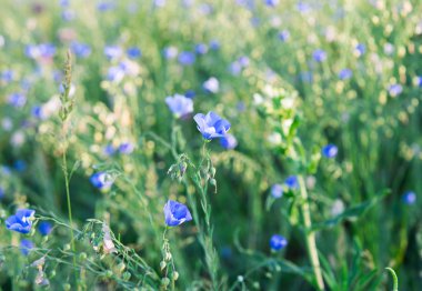 çiçek açan bir arka plan mavi keten