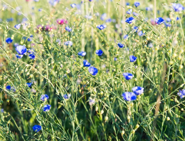 Contexte de la floraison du lin bleu — Photo
