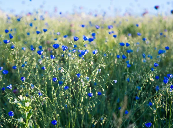 Bakgrund av blommande blå lin — Stockfoto