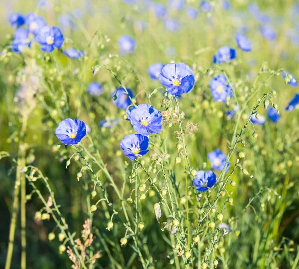 Fiori di lino blu — Foto Stock