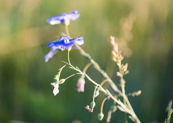 Background of blooming blue flax — Stock Photo, Image