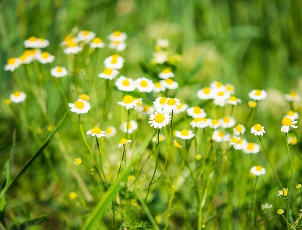 Medicinsk daisy blommande — Stockfoto