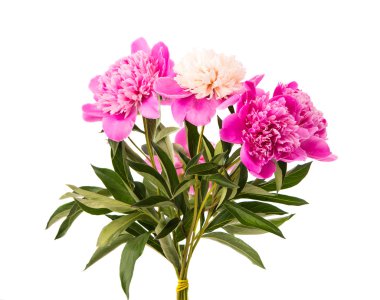 izole Şakayık çiçeği