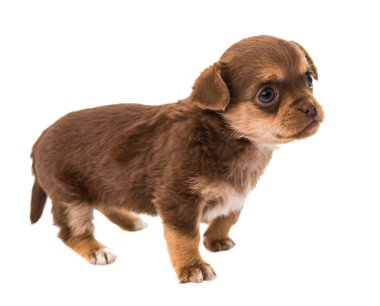 izole köpek yavrusu