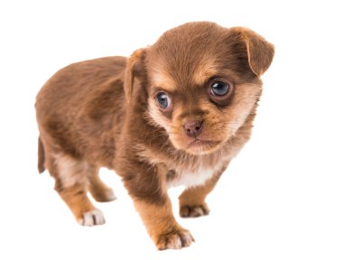 izole köpek yavrusu