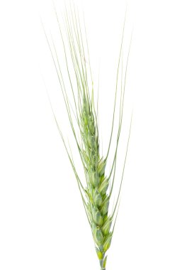 Yeşil buğday