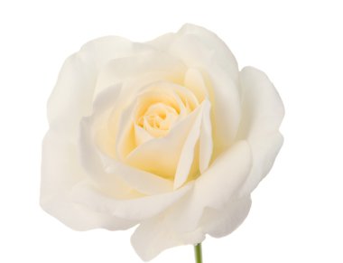 Beyaz bir gül tomurcuğu
