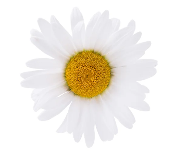 Chamomile flower — Stock Photo, Image