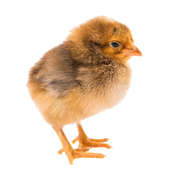 Little newborn baby chicken — Stock Photo, Image