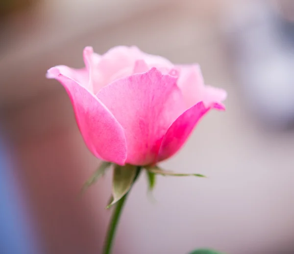 Beautiful rose growing — Stock Photo, Image