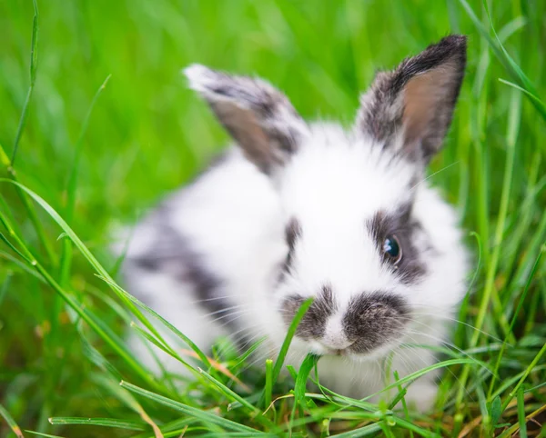 Kleine konijn — Stockfoto