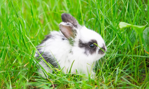 Mały królik — Zdjęcie stockowe
