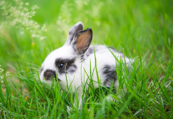 Маленький кролик — стокове фото