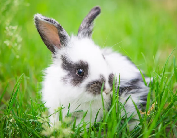 Kleines Kaninchen — Stockfoto