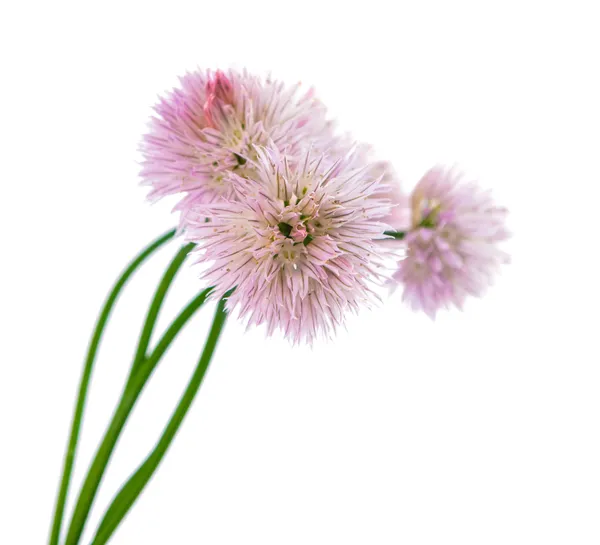 Chives with flowers isolated — Stock Photo, Image