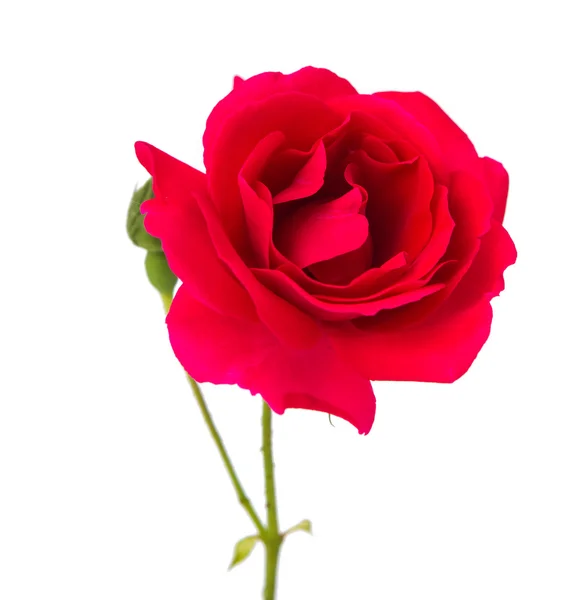 Rote Rose — Stockfoto