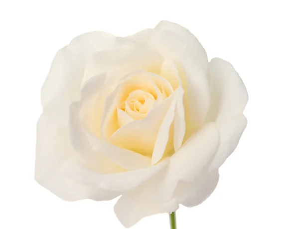 Бутон білої троянди — стокове фото