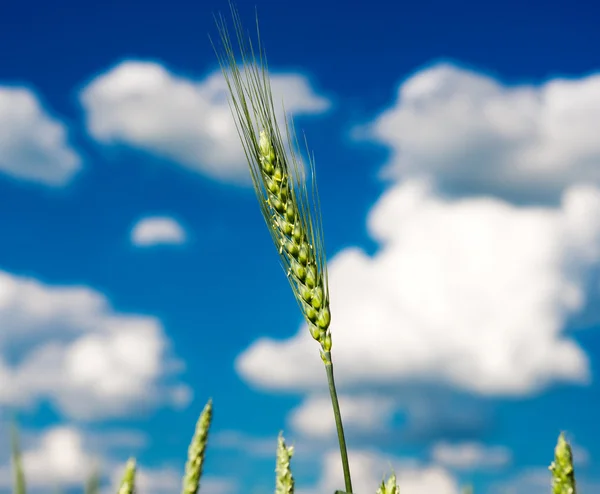 Green wheat Stock Picture