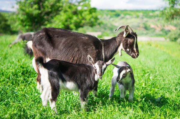Pâturage des chèvres — Photo