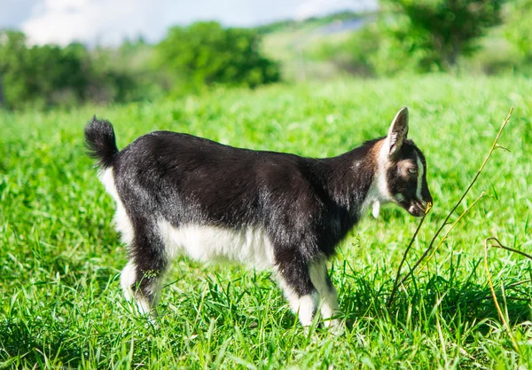 Pequenas pastagens de cabras — Fotografia de Stock