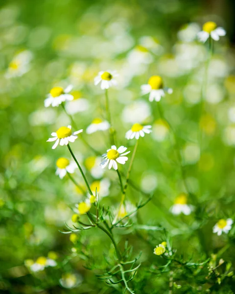 Medicinsk daisy — Stockfoto