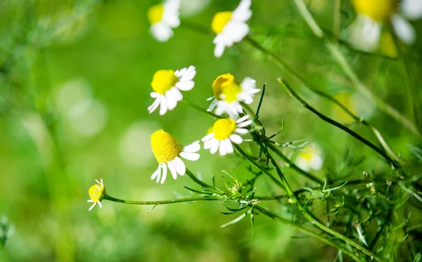 Medicinsk daisy — Stockfoto