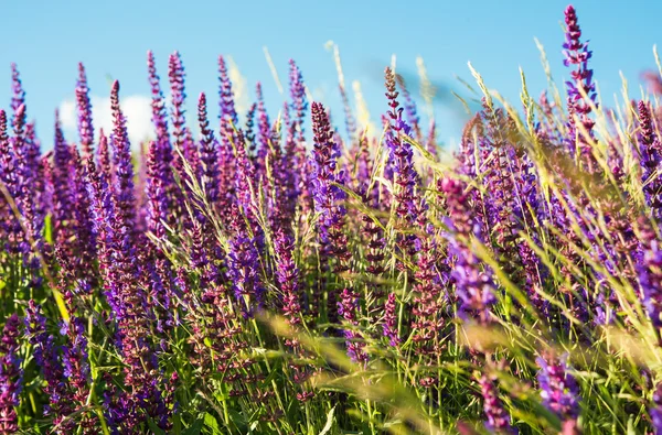 Sommerlandschaft — Stockfoto